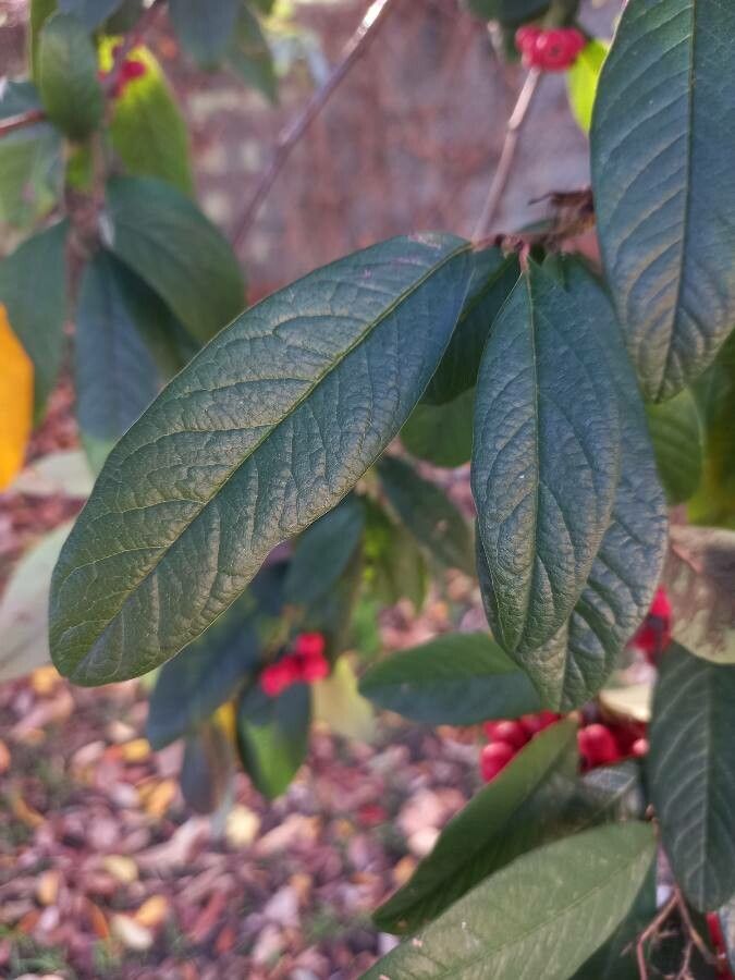 Cotoneaster salicifolius leaf