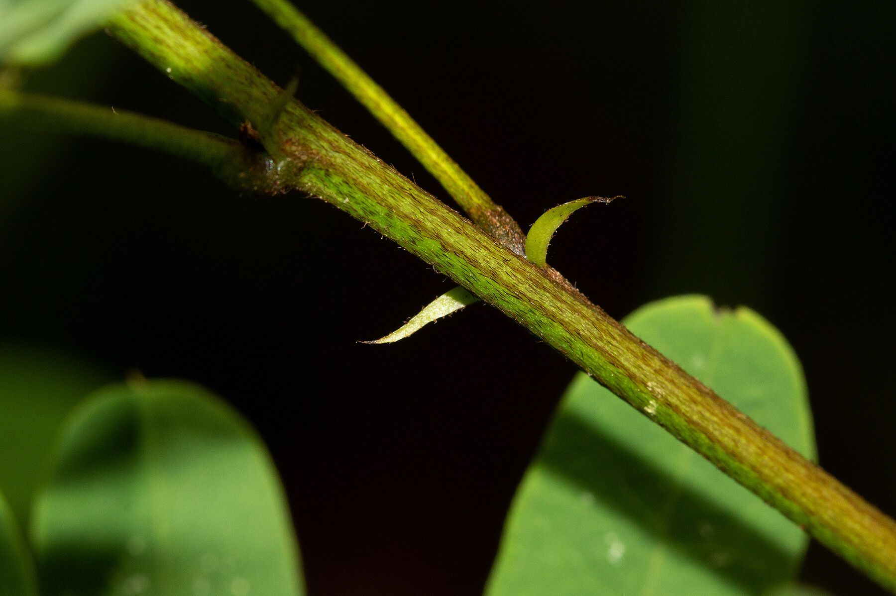 Indigofera roseocaerulea bark