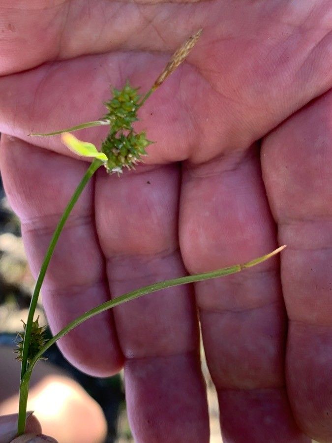 Carex demissa fruit