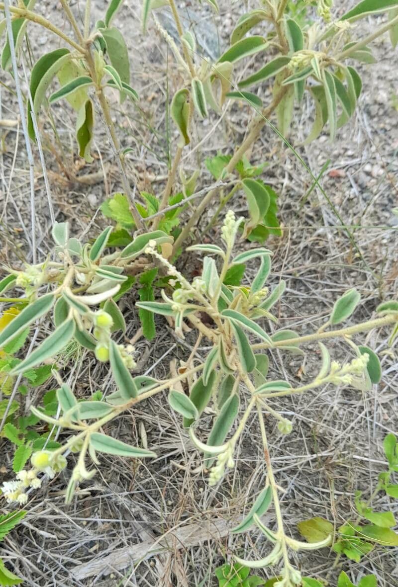 Croton lanatus habit