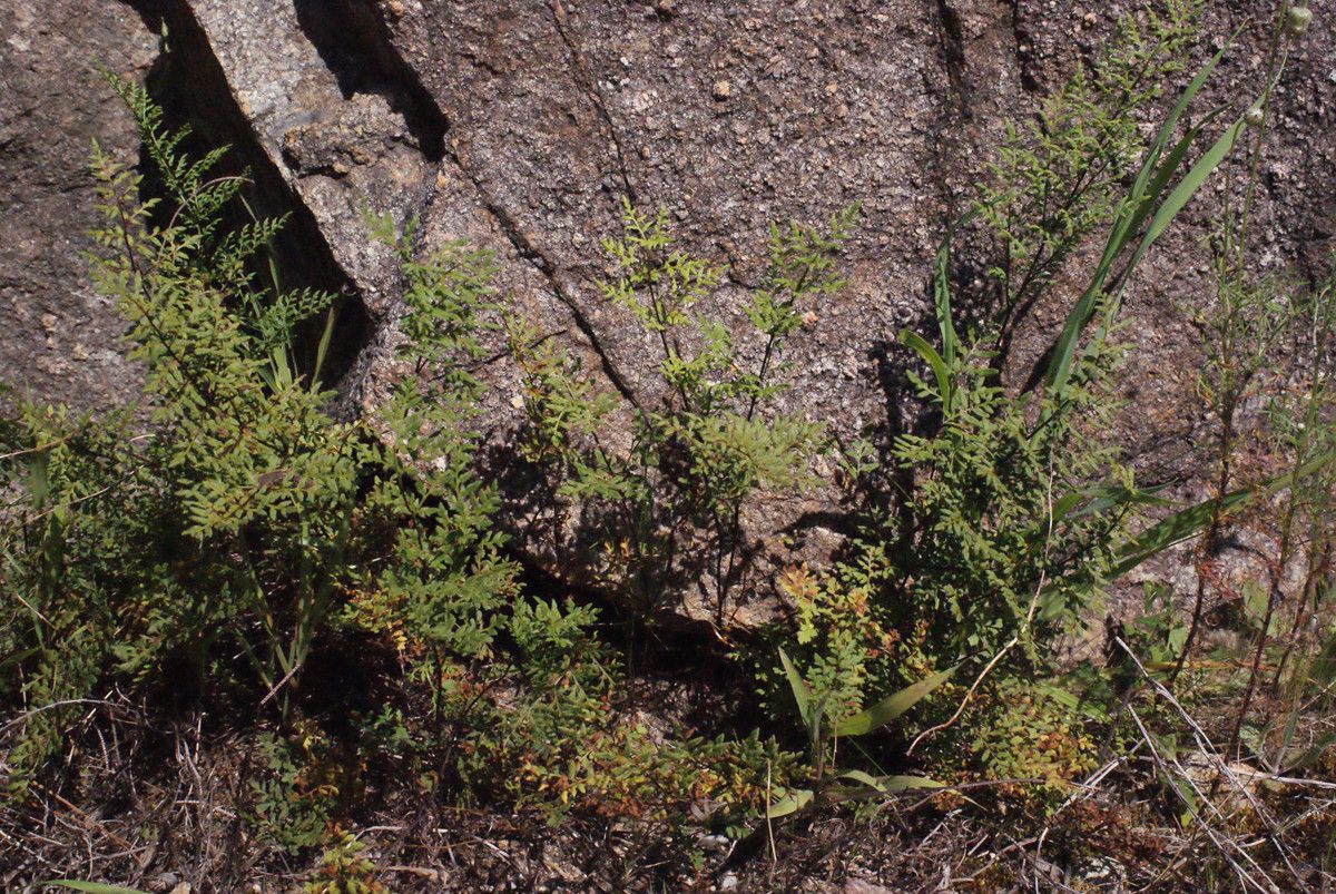 Cheilanthes distans habit