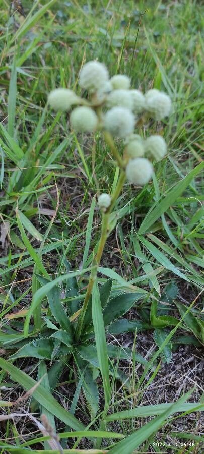 Eryngium elegans habit