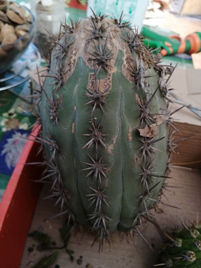 Echinopsis chiloensis leaf