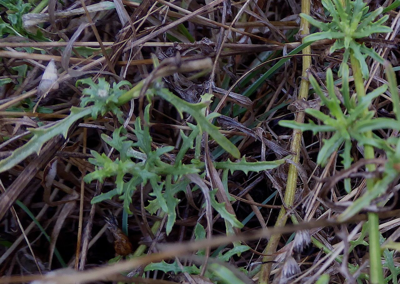 Centaurea paniculata — search result for 'France'