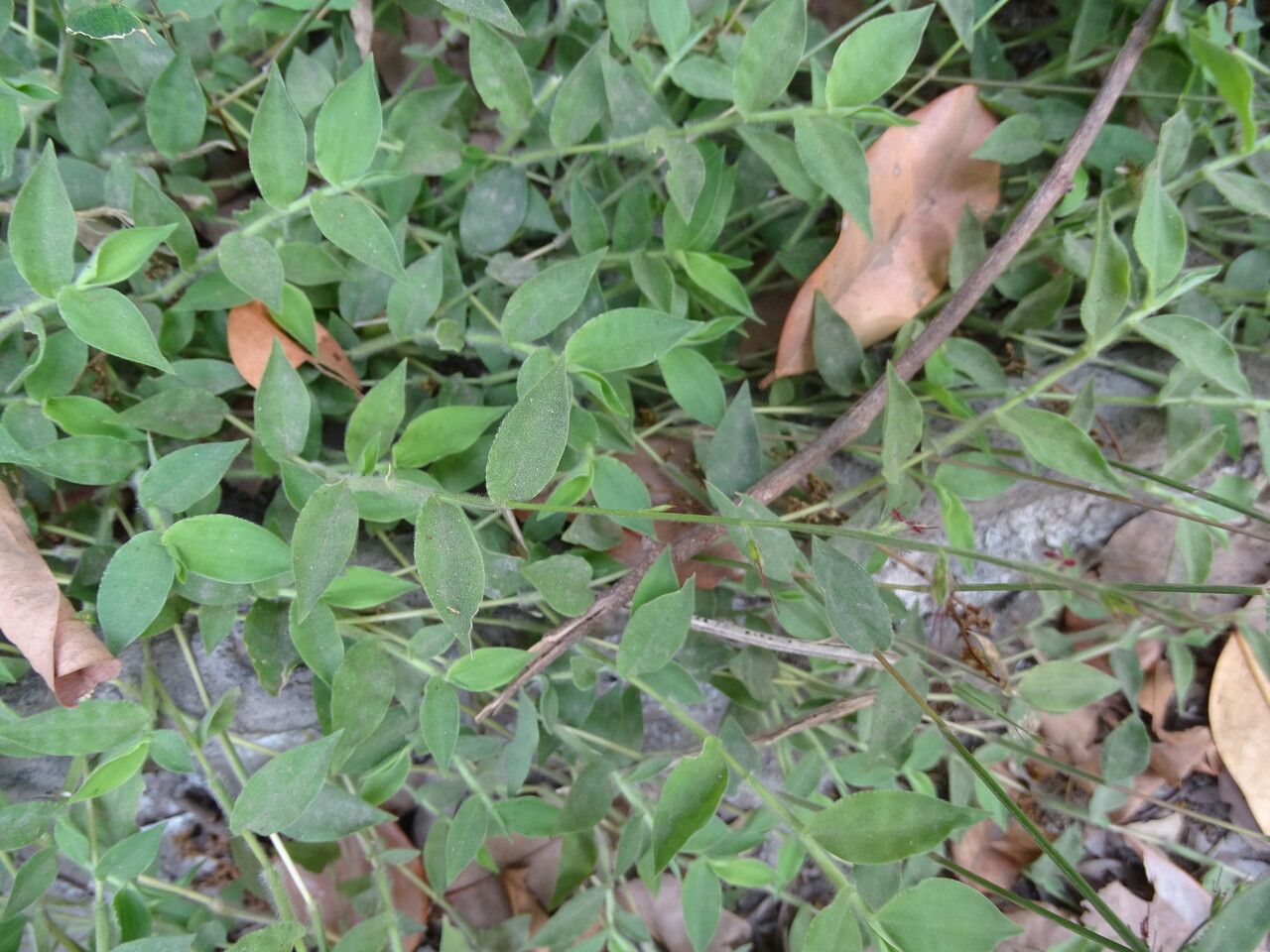 Oplismenus burmannii leaf