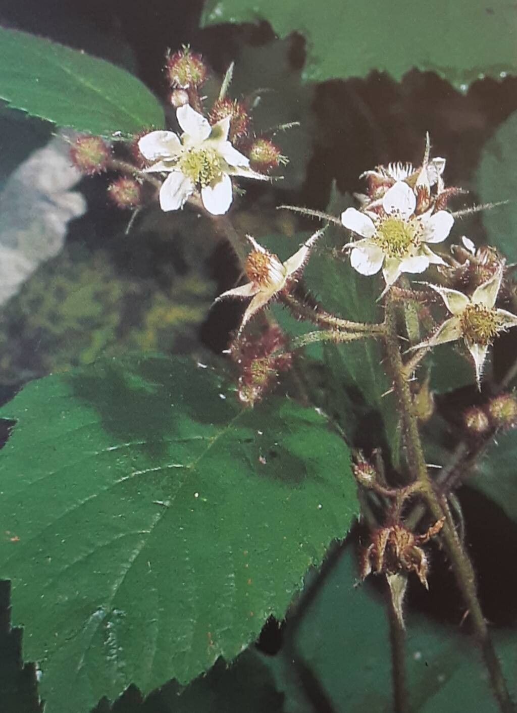 Rubus hirtus flower