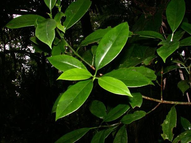 Clusia gracilis other