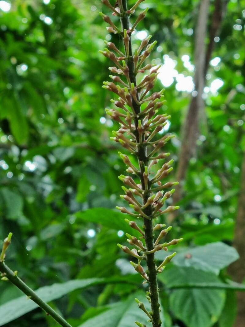 Odontonema cuspidatum fruit