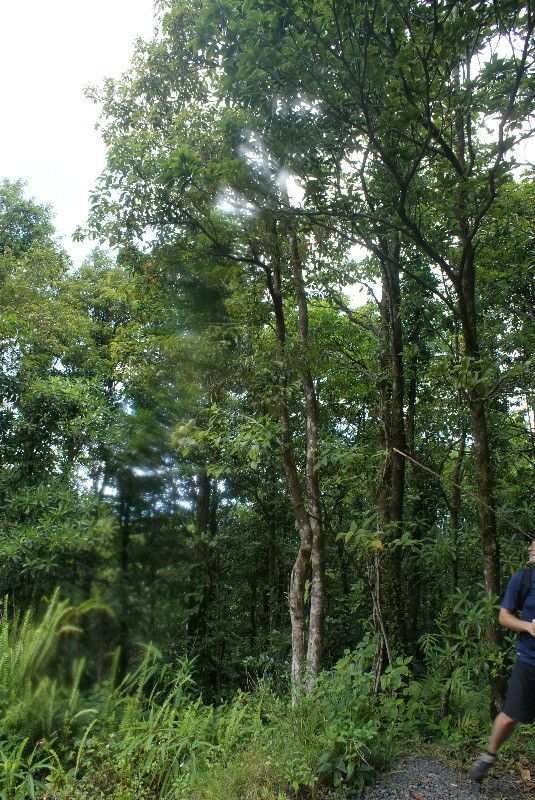 Syzygium borbonicum habit