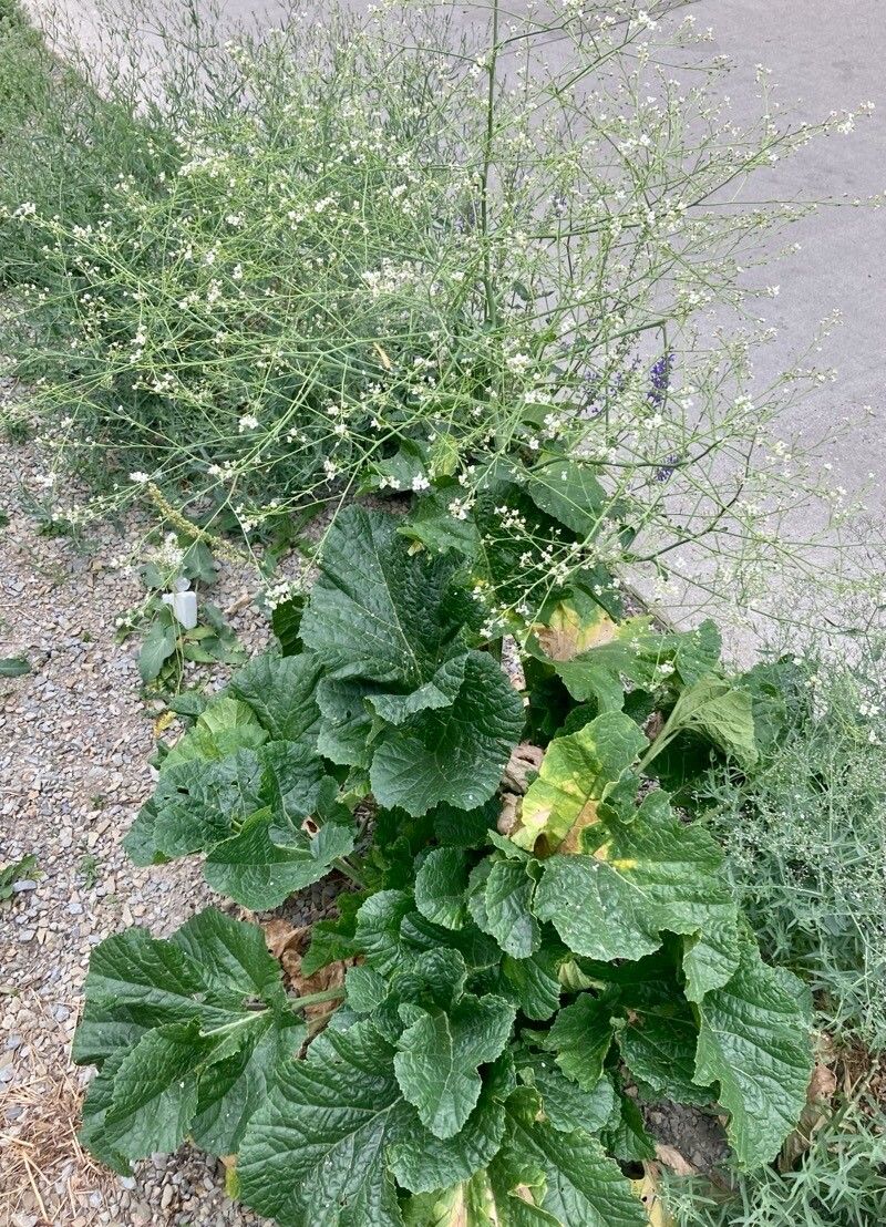 Crambe cordifolia flower