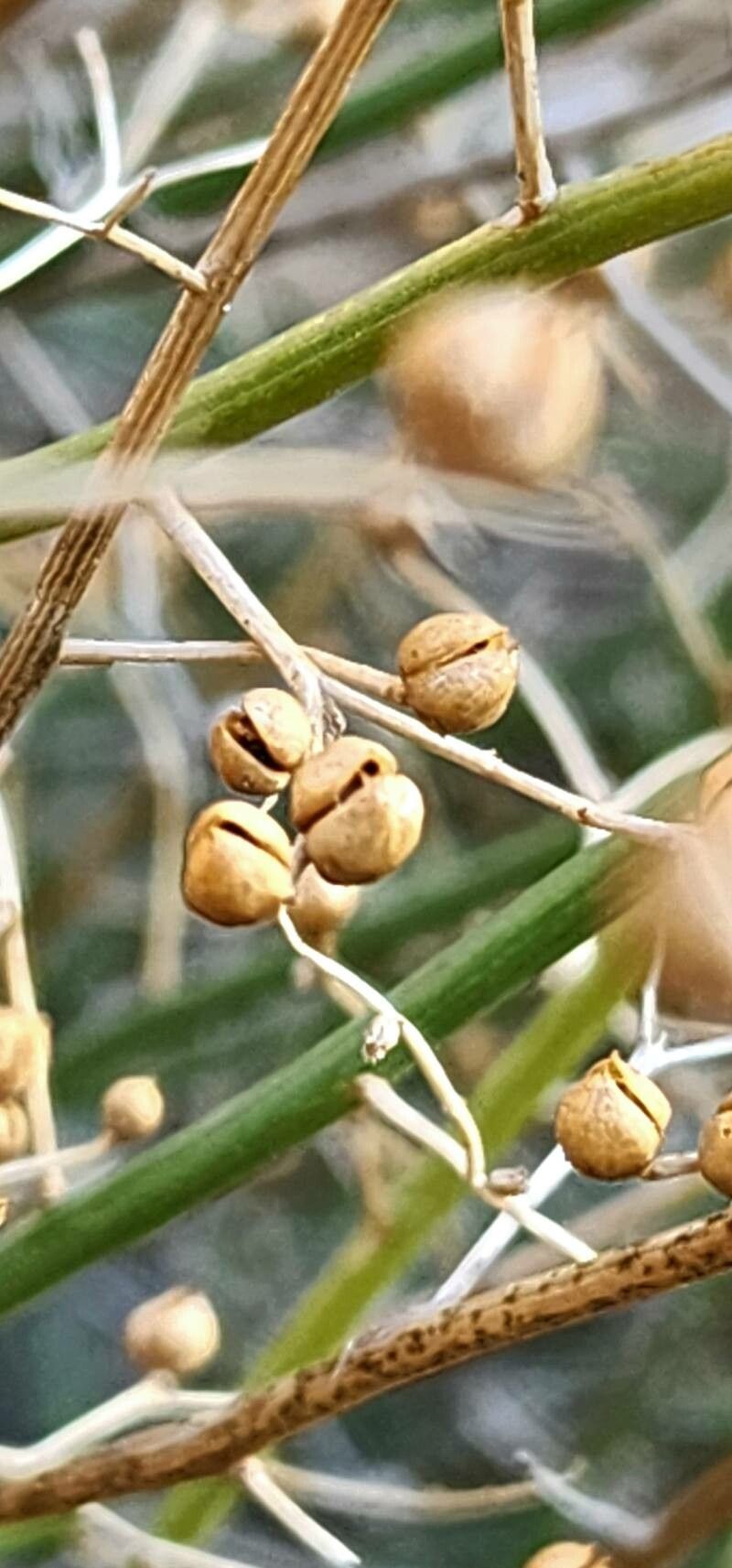 Scrophularia striata fruit