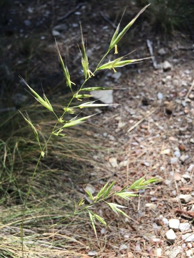 Helictochloa pratensis flower