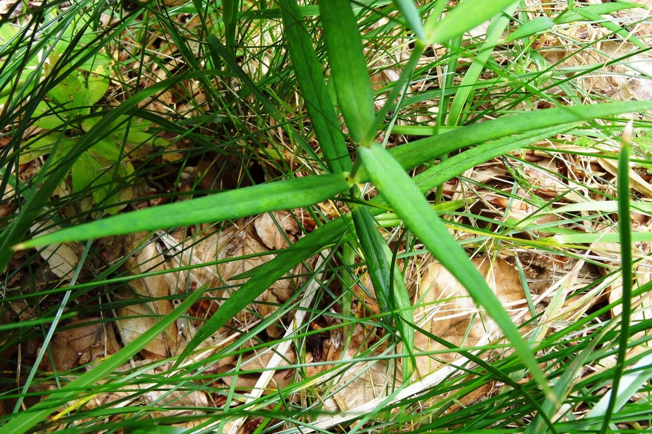 Stellaria holostea leaf