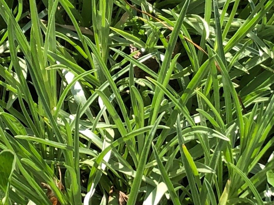 Scabiosa graminifolia — houseplant care guide