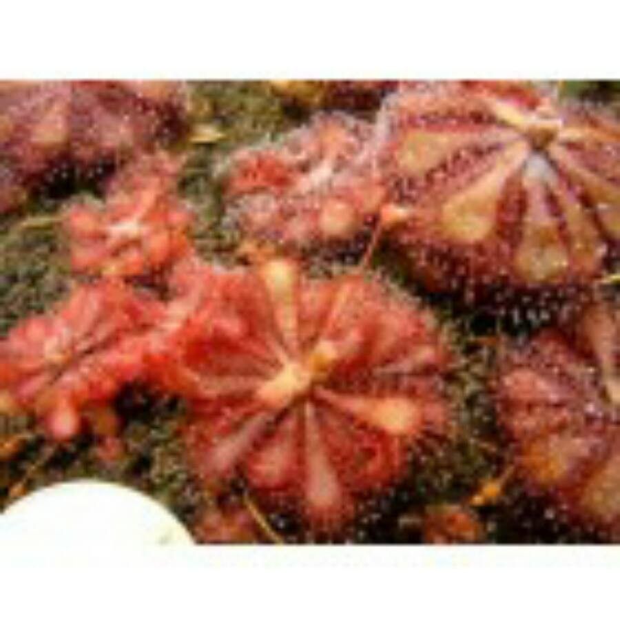 Drosera spatulata flower