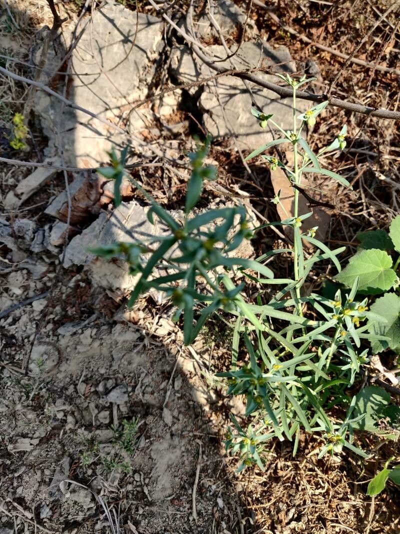 Euphorbia dracunculoides leaf