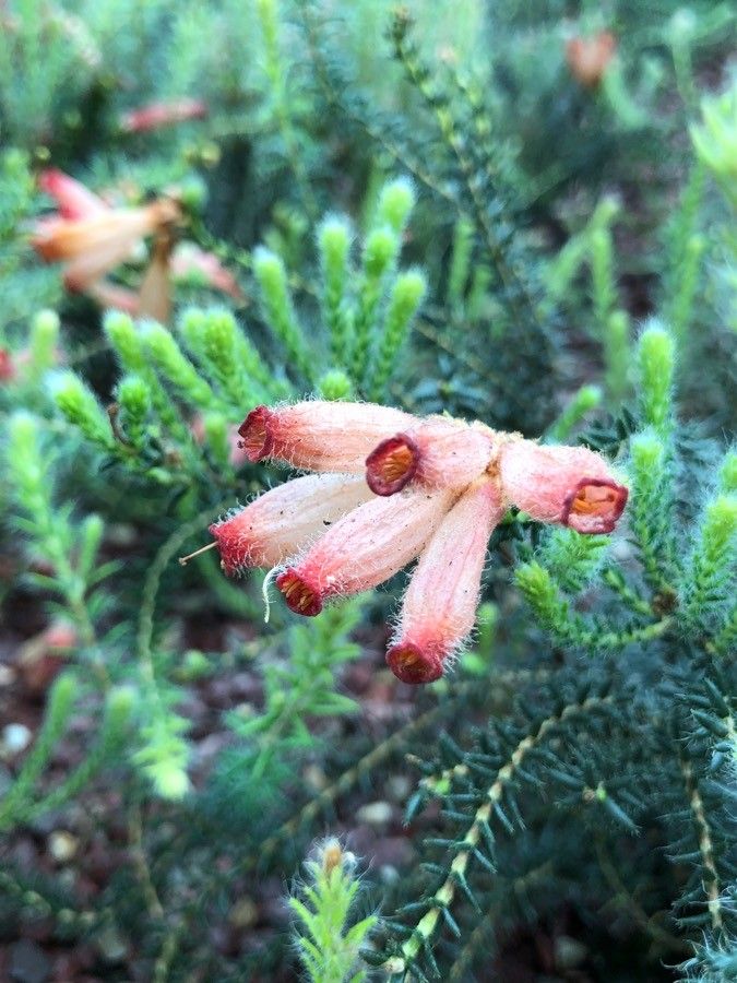 Erica verticillata flower