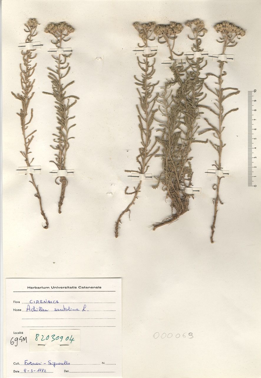 Achillea tenuifolia habit