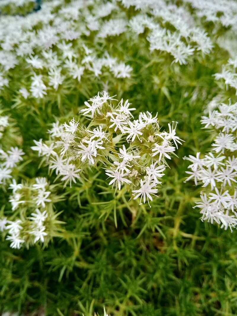 Drypis spinosa flower