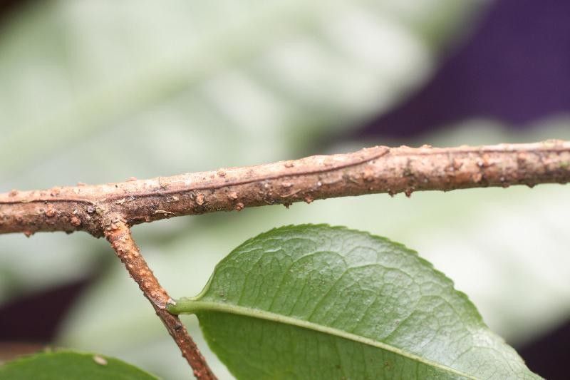 Eschweilera chartaceifolia other