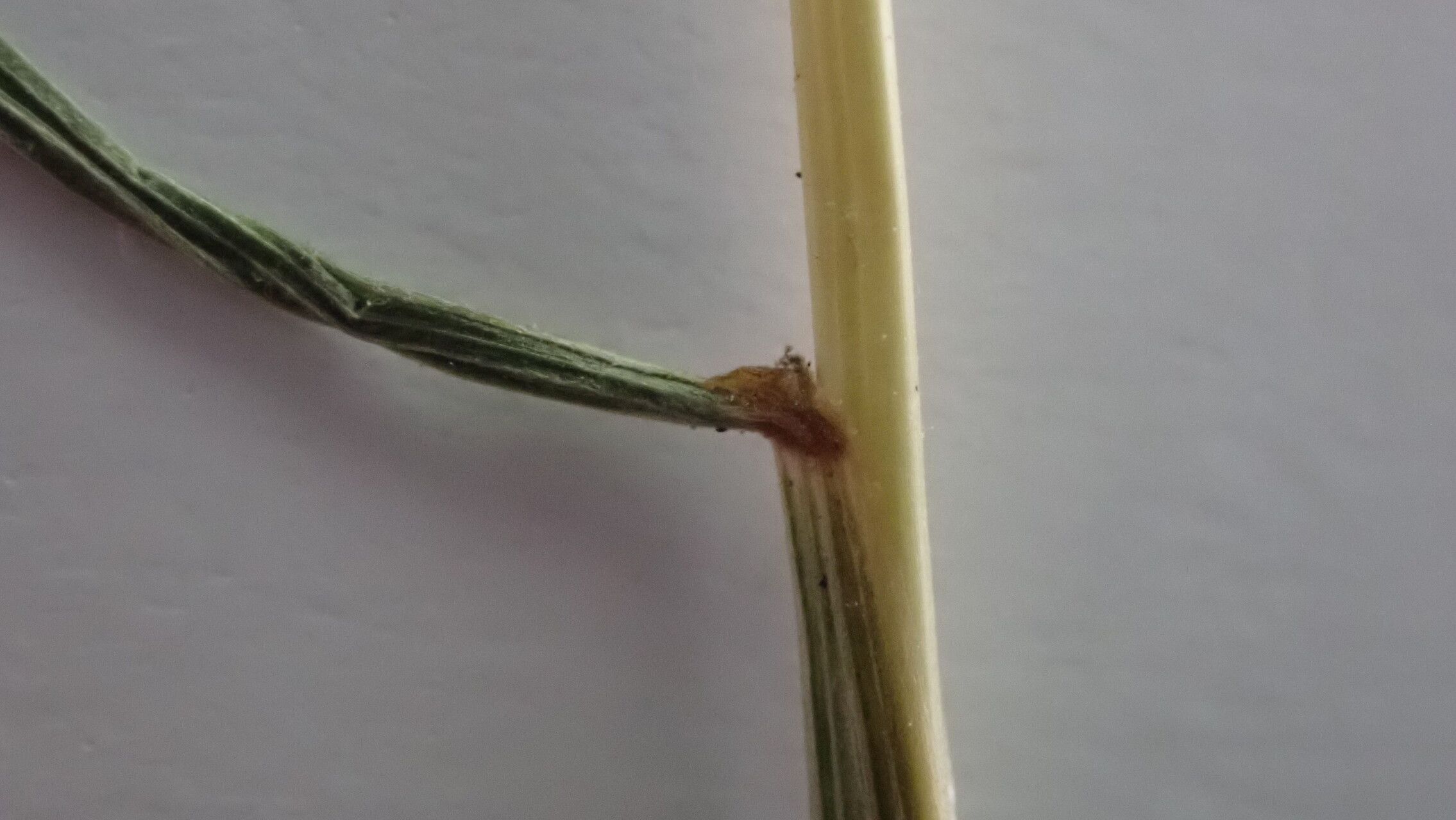 Festuca polycolea bark