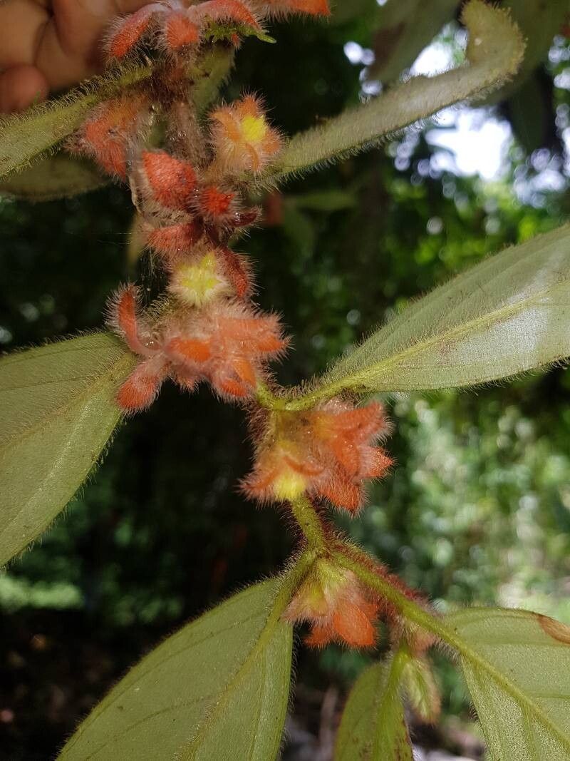 Columnea parviflora — search result for 'Columnea'