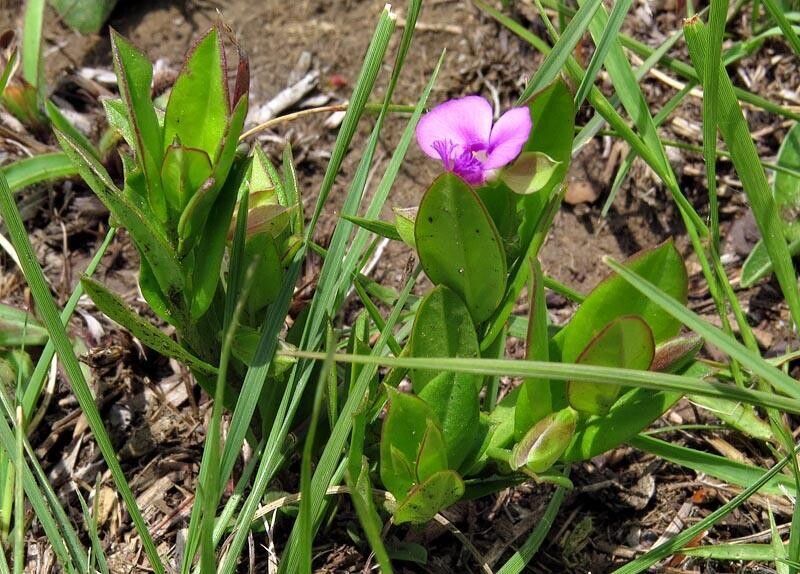 Polygala transvaalensis habit