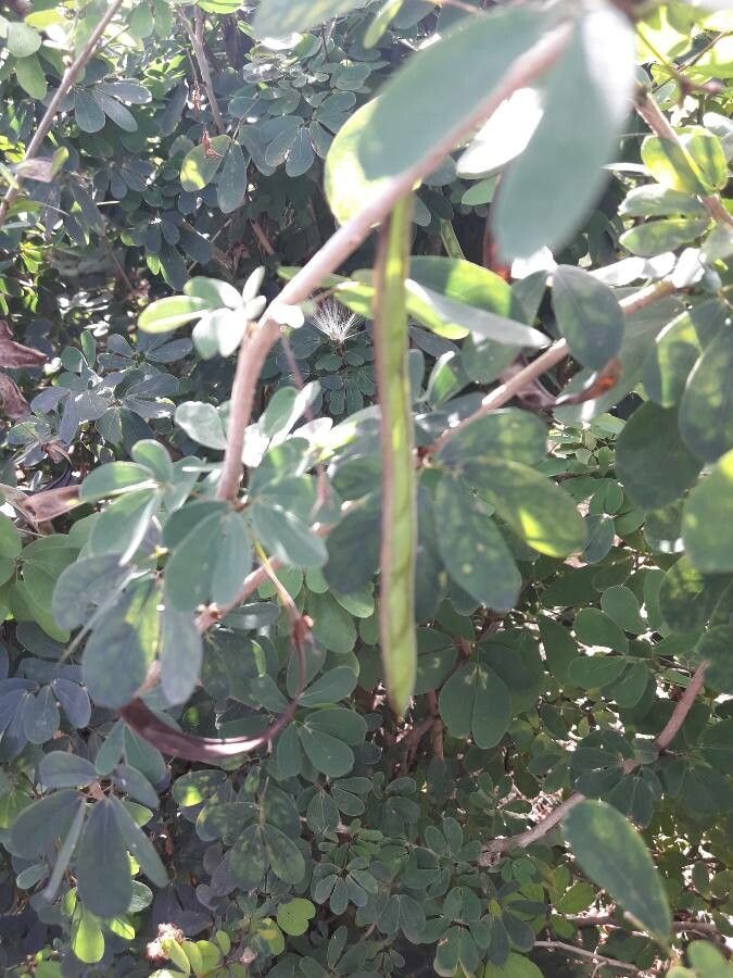 Calliandra tergemina fruit