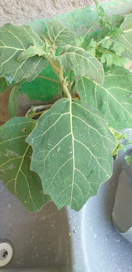 Solanum aethiopicum — search result for 'Nepal'