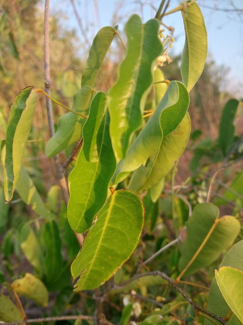 Baphia capparidifolia other