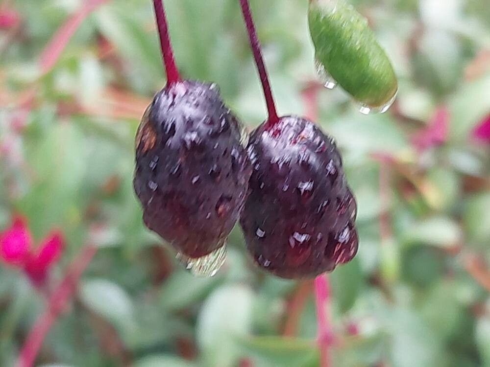 Fuchsia × standishii fruit
