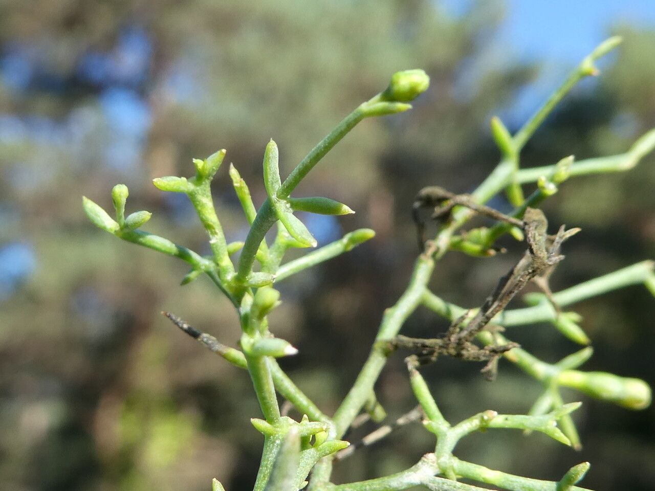 Thesium humifusum leaf