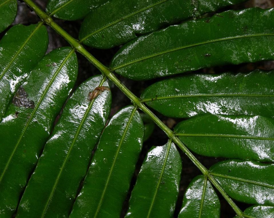 Danaea media — related species from the same genus