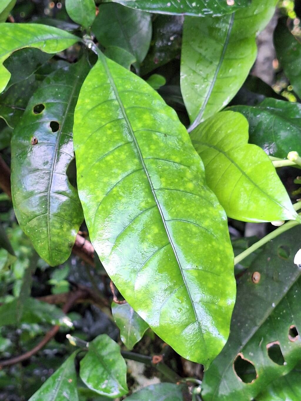 Tabernaemontana odoratissima leaf