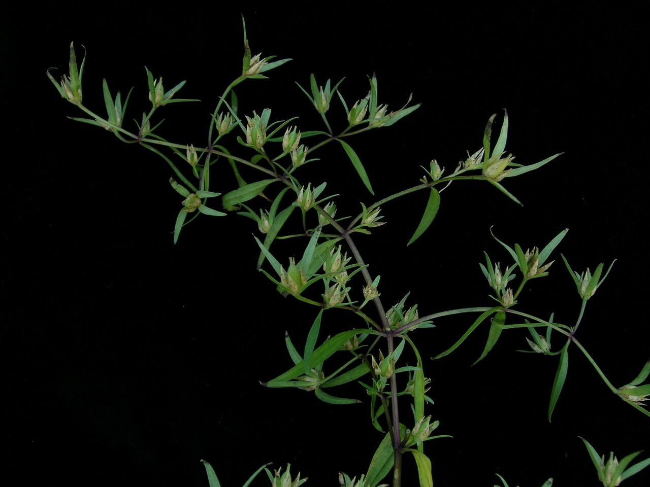 Swertia nervosa habit