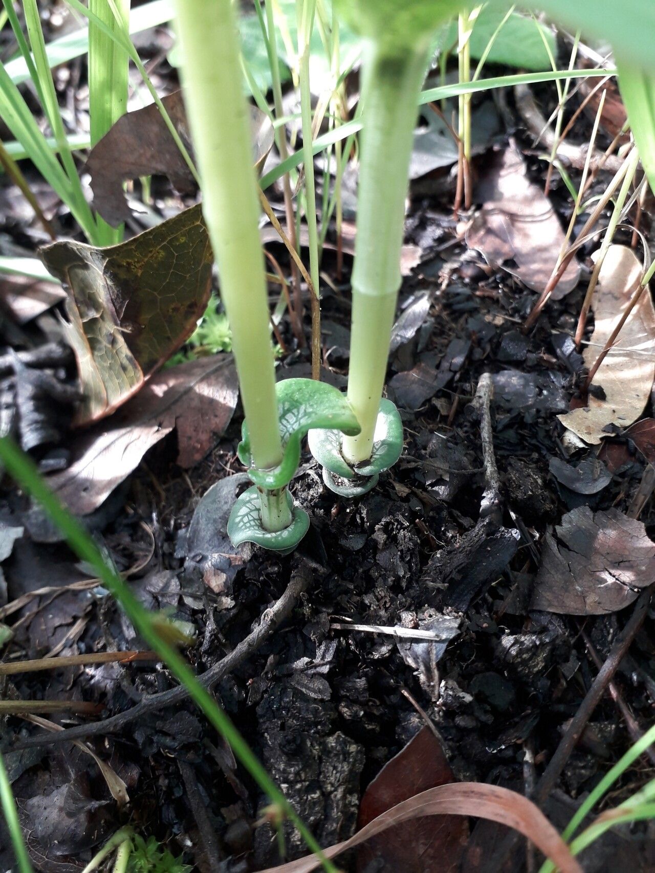 Habenaria retinervis — houseplant care guide