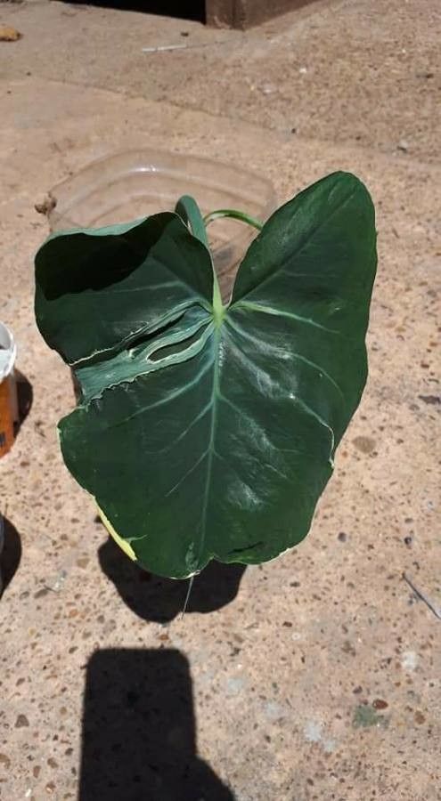 Xanthosoma auriculatum