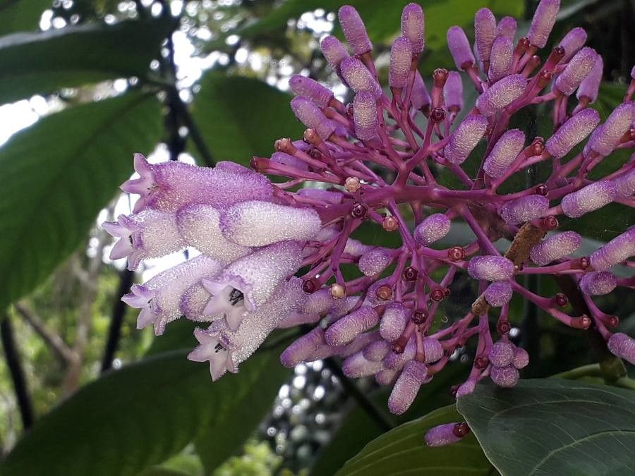 Palicourea lachnantha — houseplant care guide