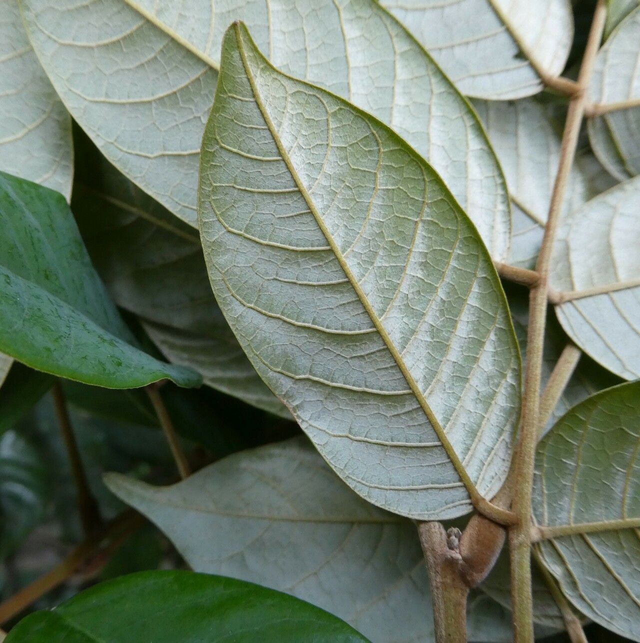 Millettia dinklagei leaf