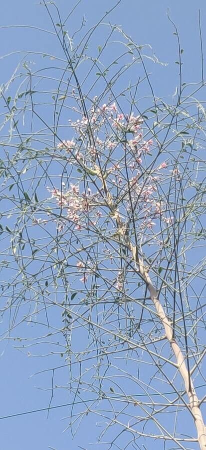 Moringa peregrina flower