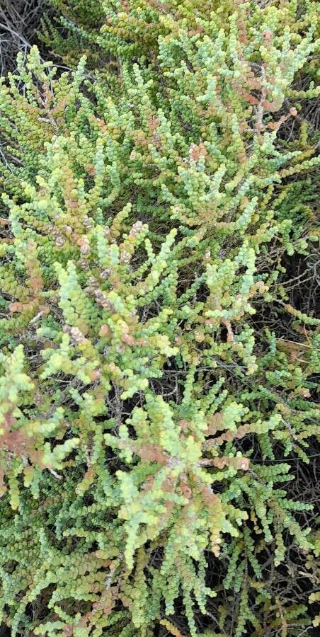 Allenrolfea patagonica habit