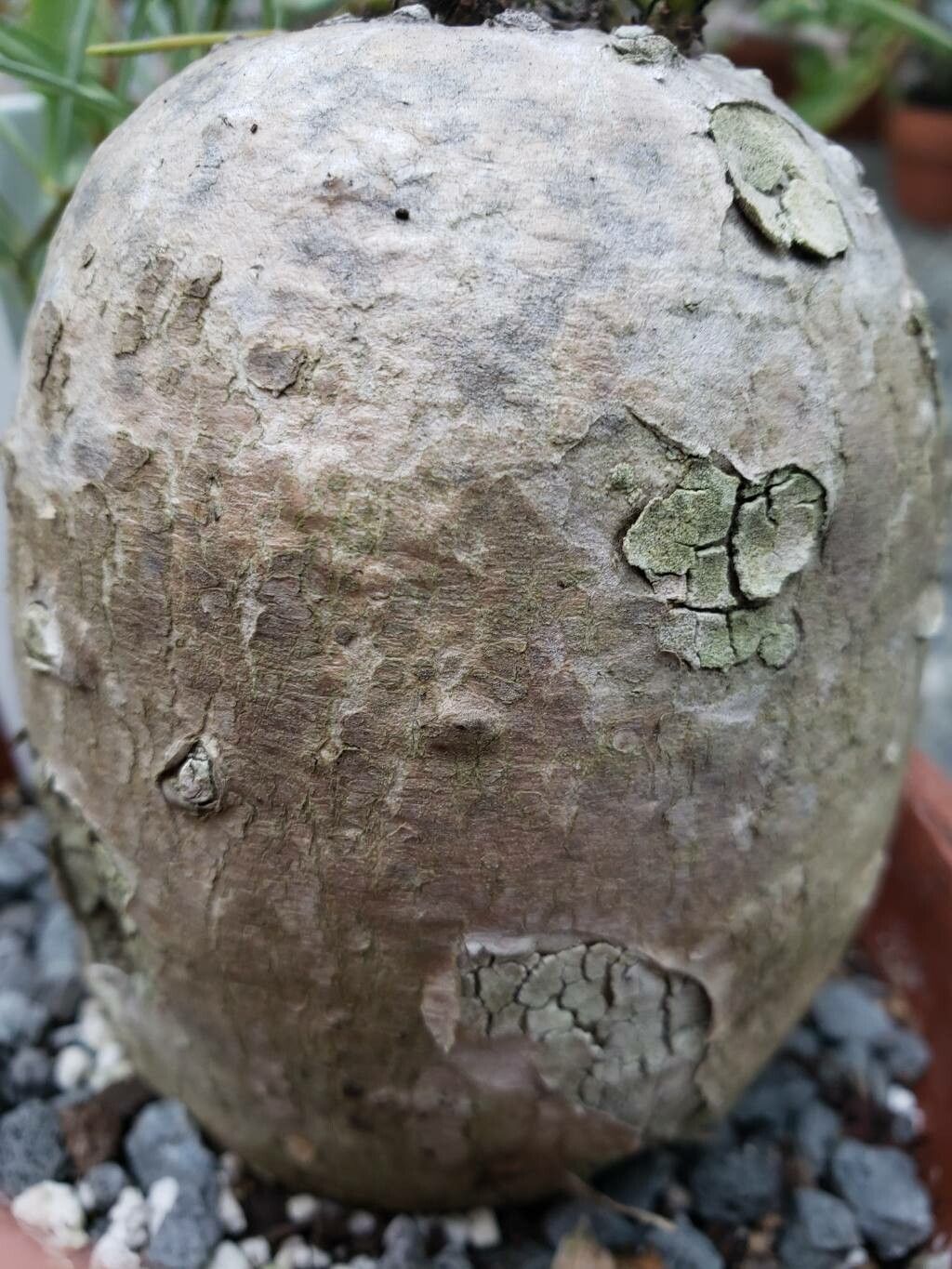 Ipomoea holubii bark