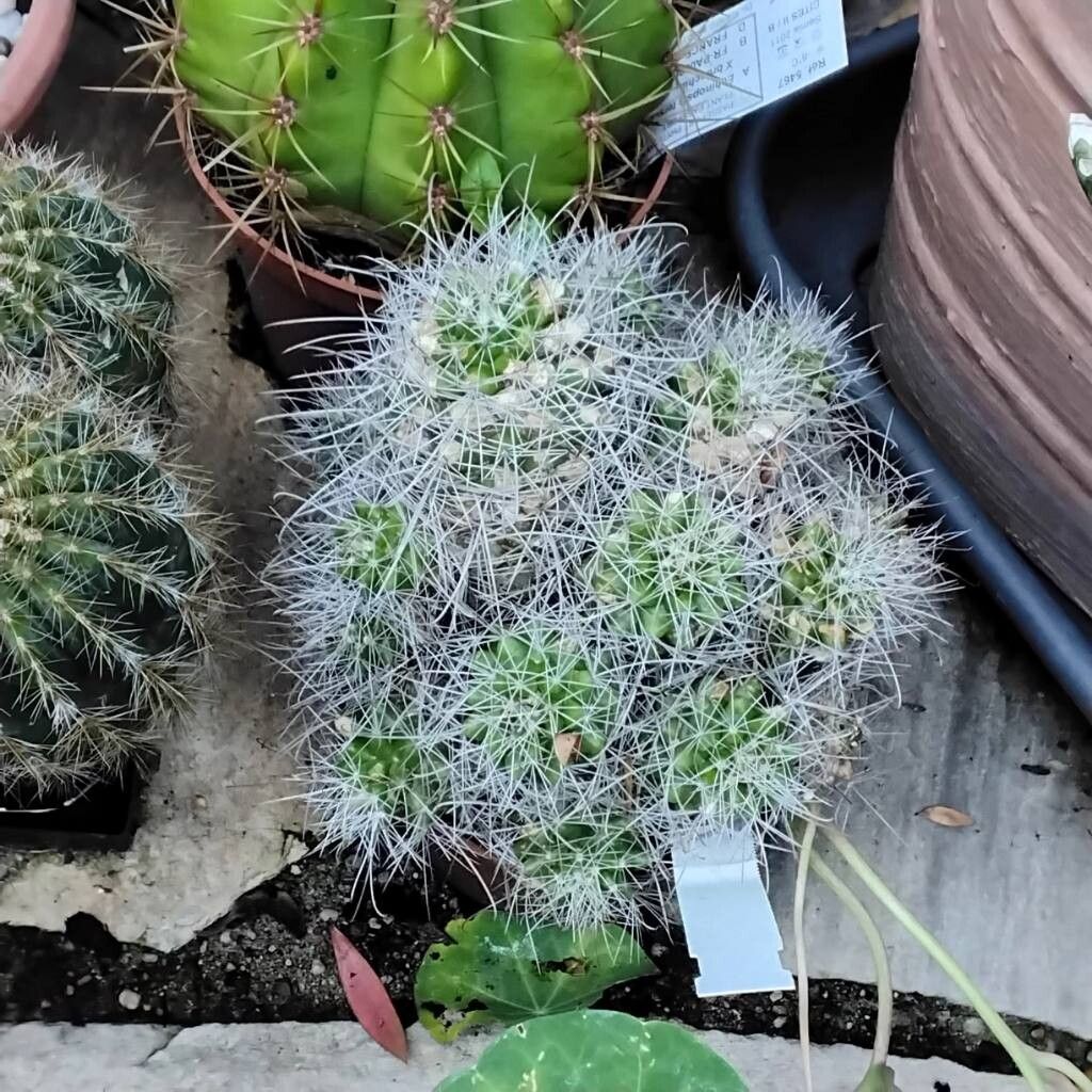 Cochemiea pondii habit