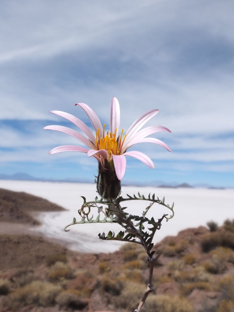 Mutisia hamata flower