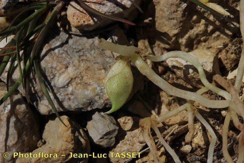 Vicia amphicarpa fruit
