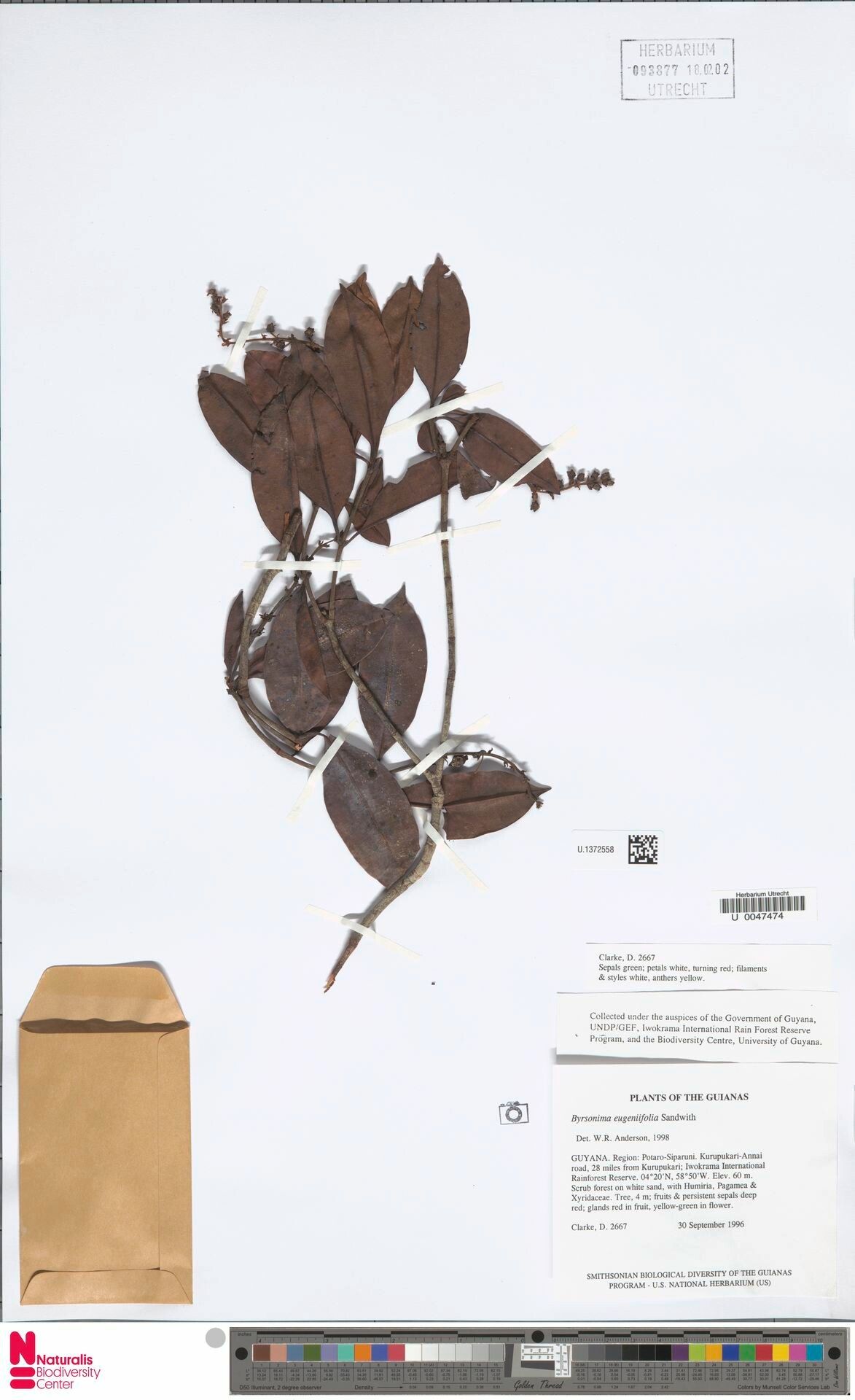 Byrsonima eugeniifolia — houseplant care guide