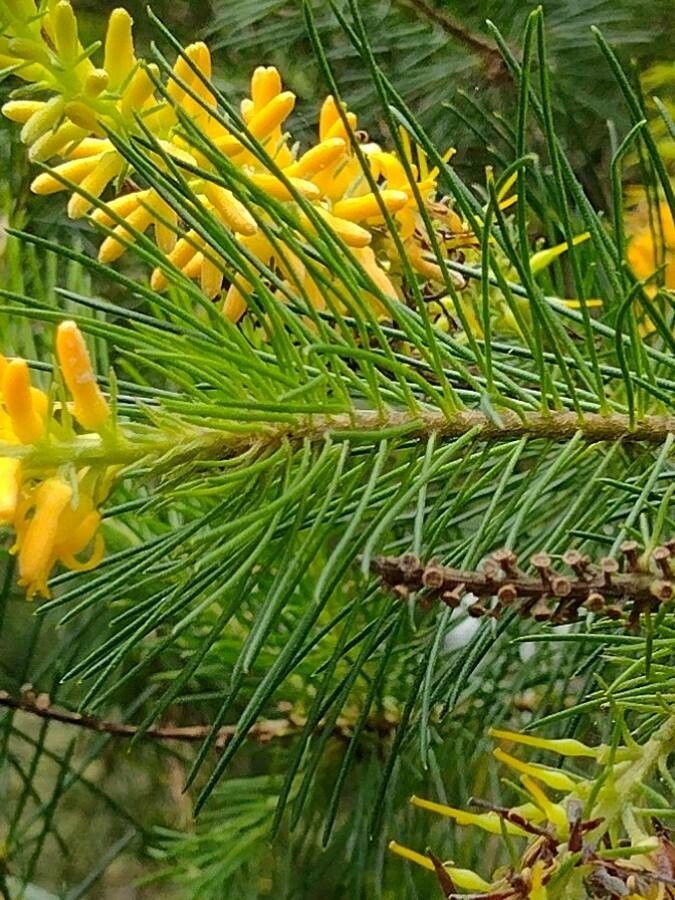 Persoonia pinifolia — houseplant care guide