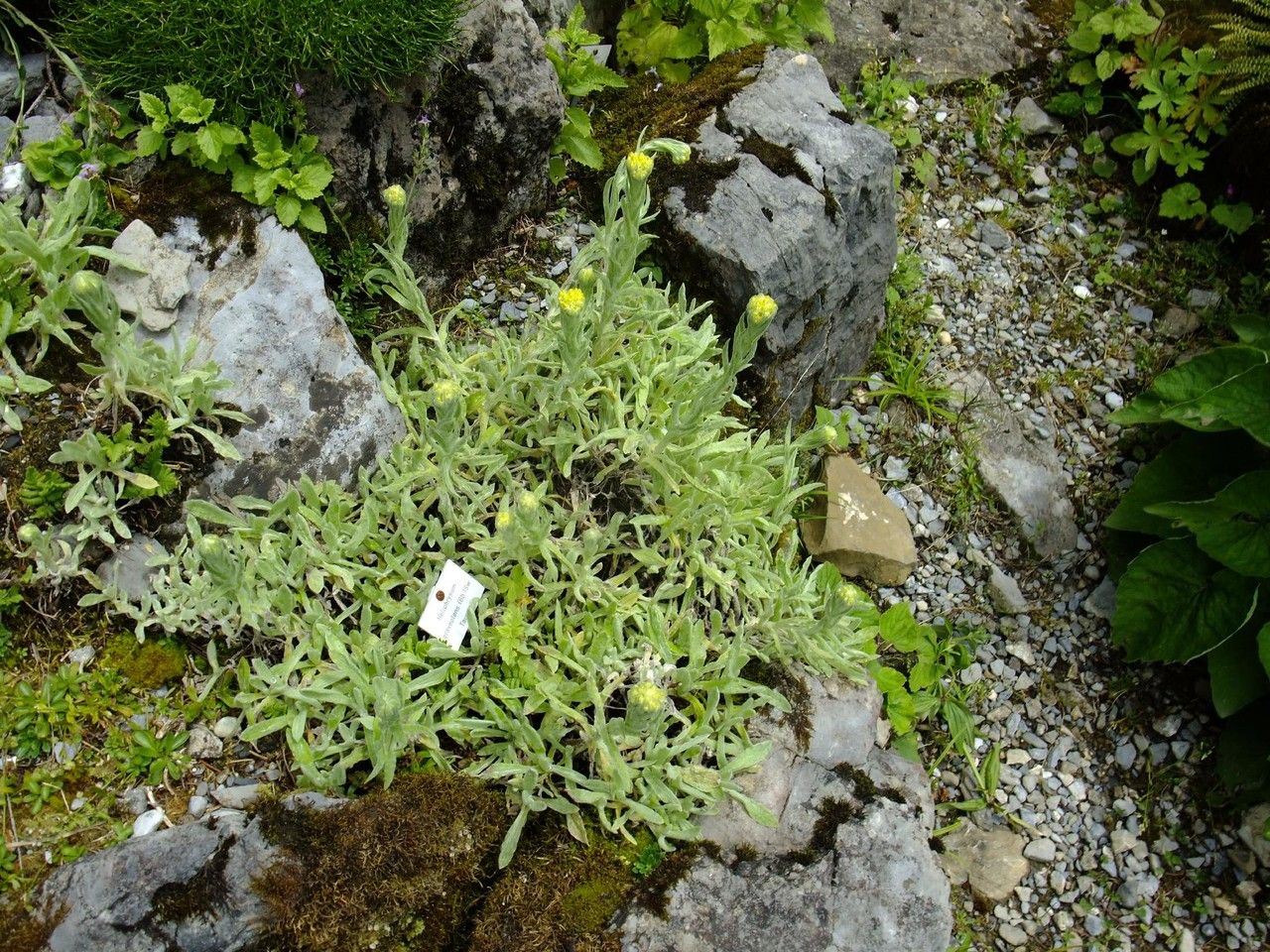 Helichrysum graveolens habit