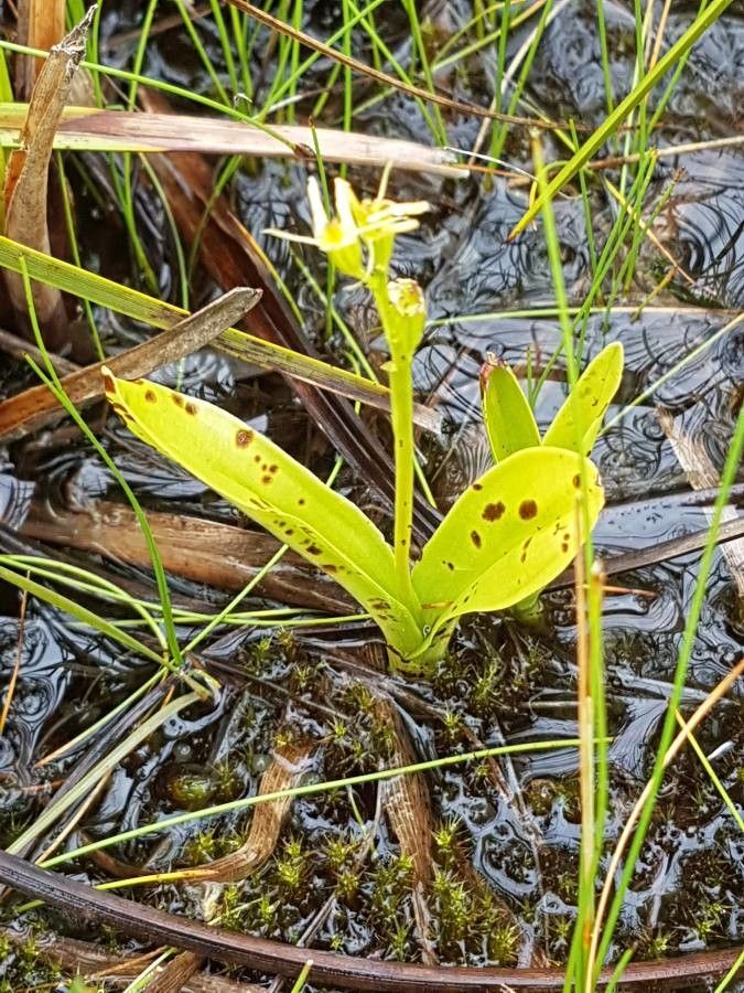 Liparis loeselii leaf