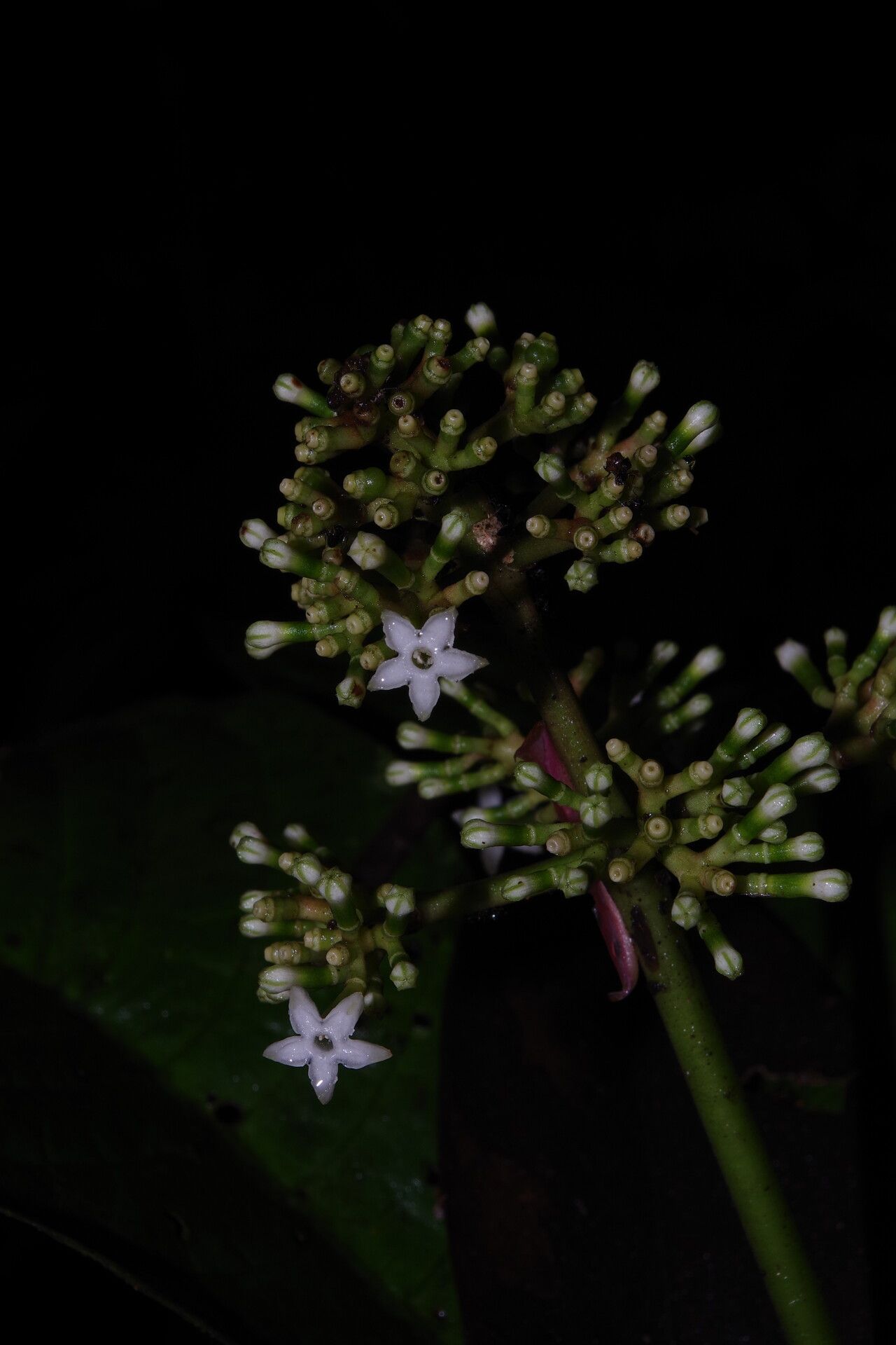Chassalia ischnophylla flower